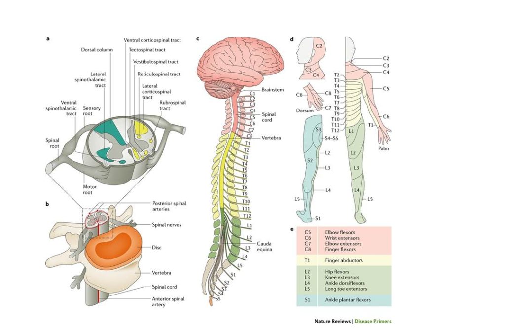 Neurology & Spine